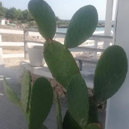 Salenti..amo 풀사노